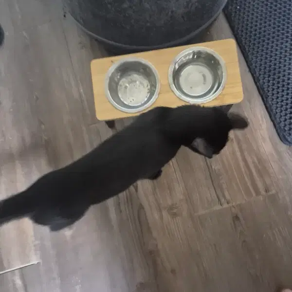 고양이 팔아요 - 4번째 이미지