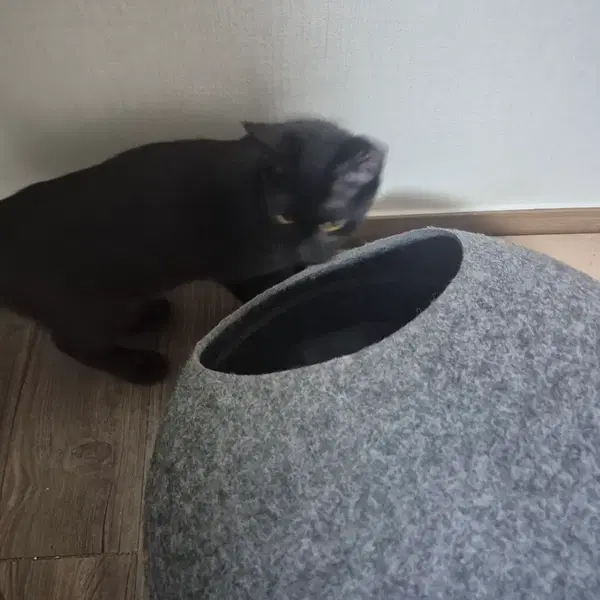 고양이 팔아요 - 3번째 이미지
