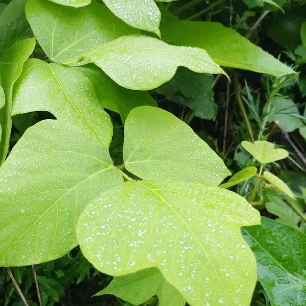 안동 무농약 햇빛 자연통풍 건조 최상급 뽕잎,산칡잎(4팩) - 6번째 이미지