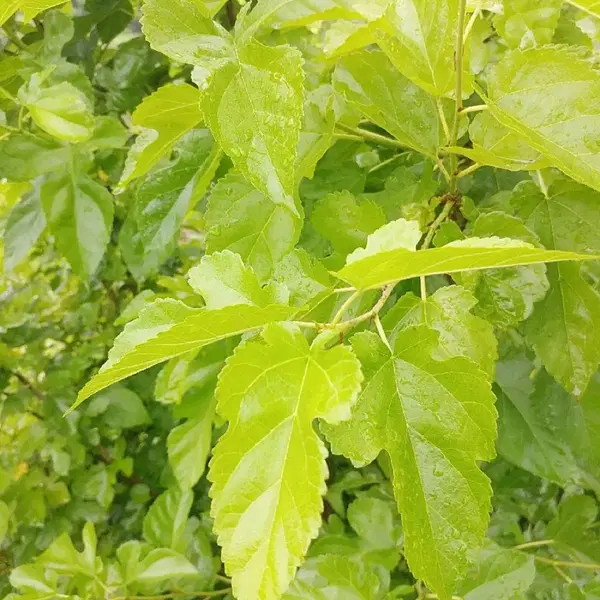 안동 무농약 햇빛 자연통풍 건조 최상급 뽕잎,산칡잎(3팩) - 4번째 이미지