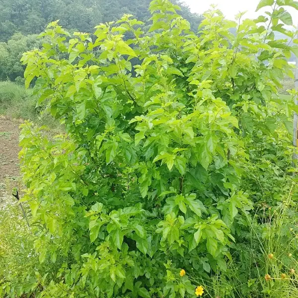안동 무농약 햇빛 자연통풍 건조 최상급 뽕잎,산칡잎 (1팩) - 3번째 이미지